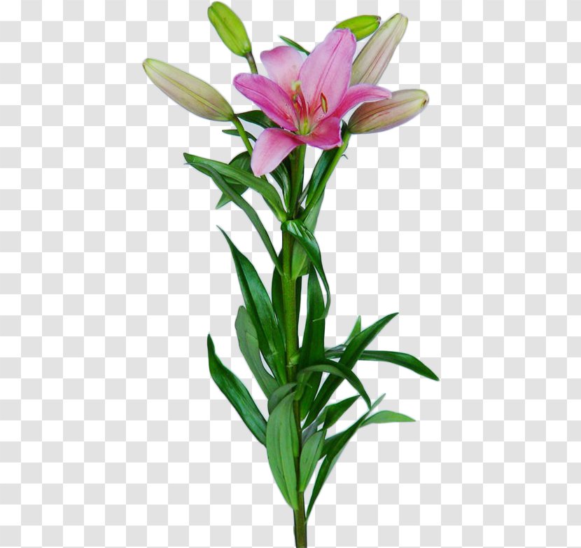 Lilium Bulb Rose Oriental Hybrids Cut Flowers - Alstroemeriaceae Transparent PNG
