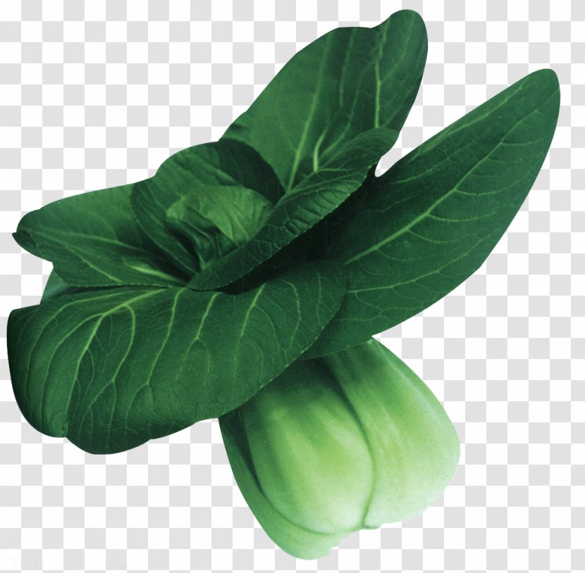 Komatsuna Napa Cabbage Bok Choy Vegetable - A Transparent PNG