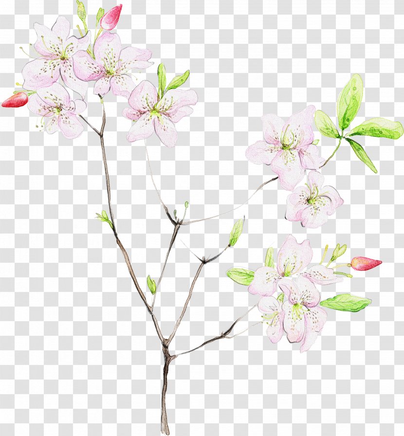 Cherry Blossom - Petal - Twig Transparent PNG