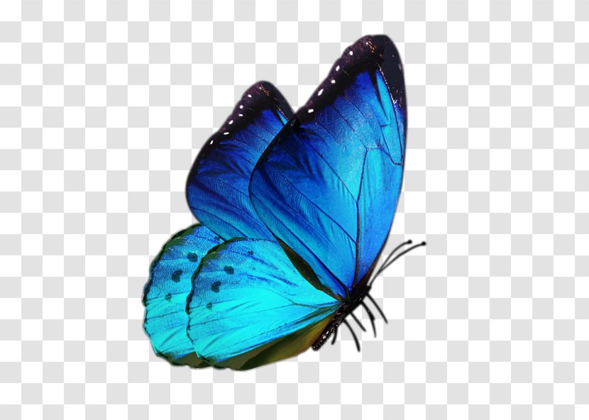 Butterfly White Clip Art - Adobe Creative Cloud - Blue Transparent PNG