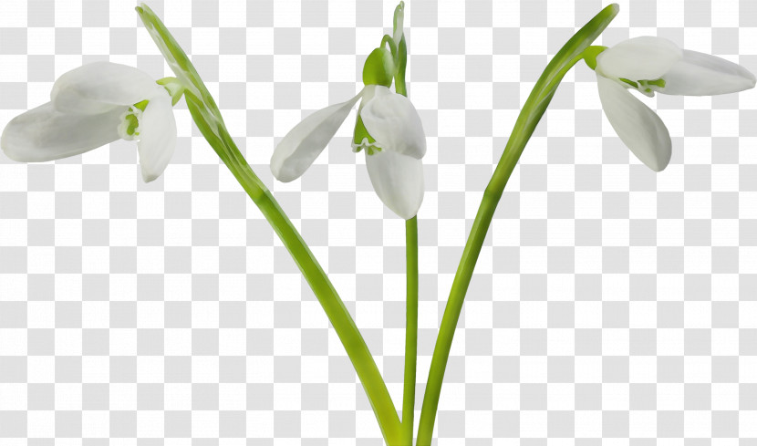 Flower Galanthus Snowdrop Plant Summer Snowflake Transparent PNG