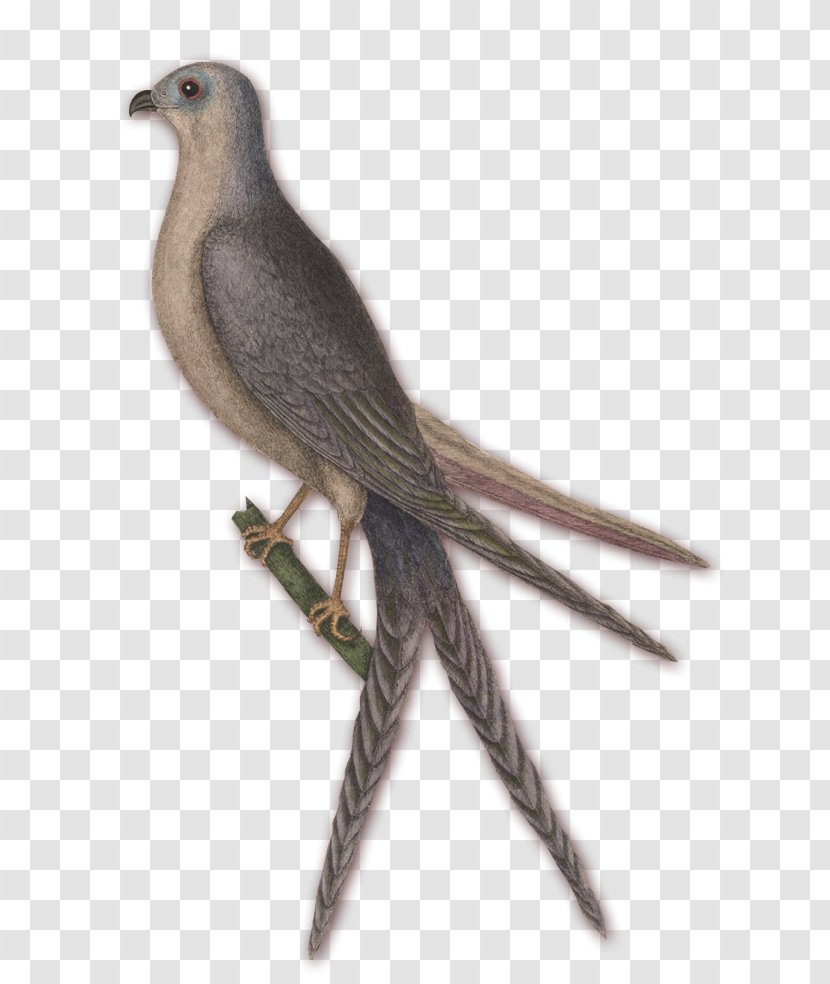 The Natural History Of Carolina, Florida And Bahama Islands North Carolina Finch Fauna - Cuckoos Transparent PNG