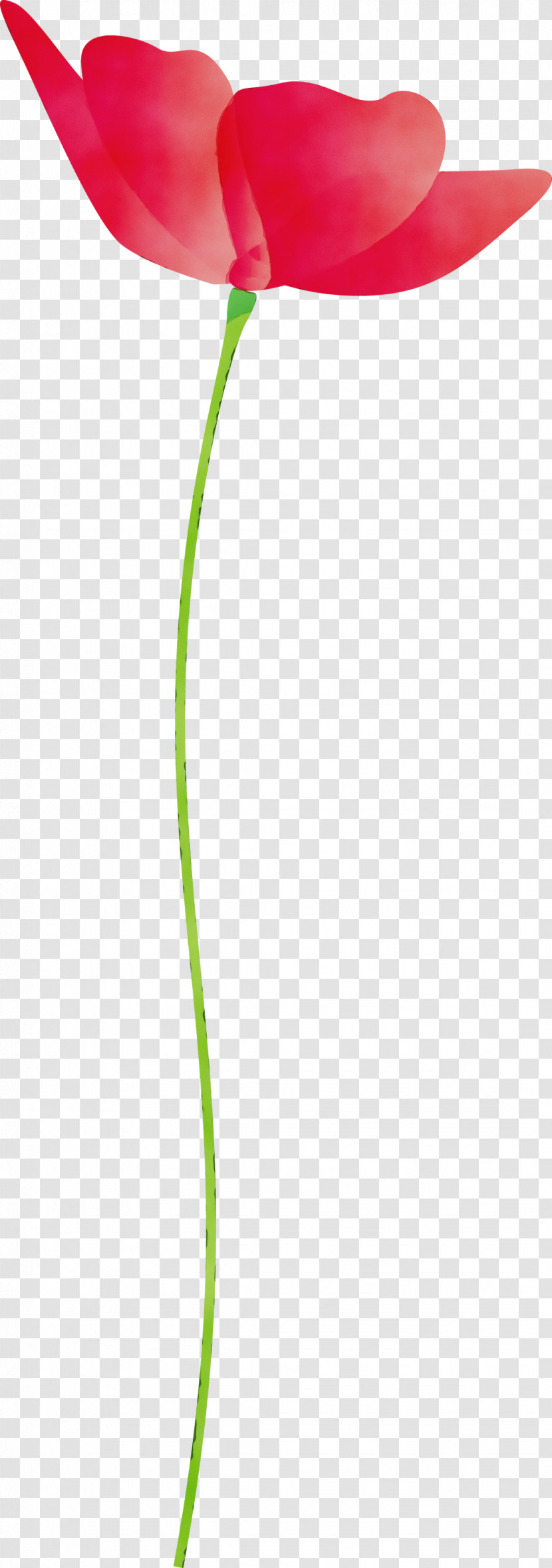 Green Leaf Grass Family Plant Grass Transparent PNG