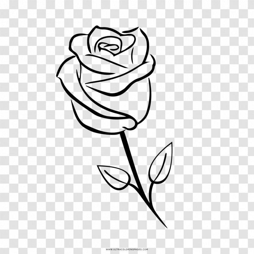 Garden Roses Drawing Coloring Book Clip Art - Rose Transparent PNG