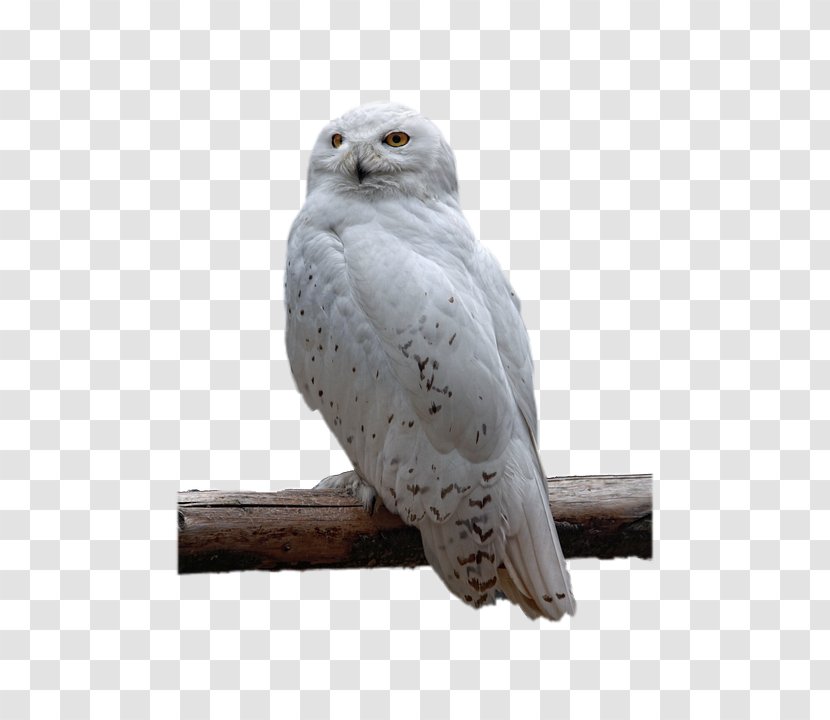 Snowy Owl Bird Of Prey - Gruffalo Transparent PNG