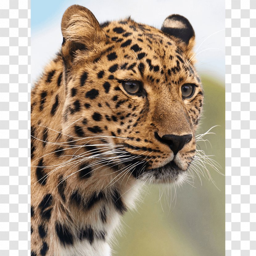Cheetah Leopard Cougar Tiger Lion Transparent PNG