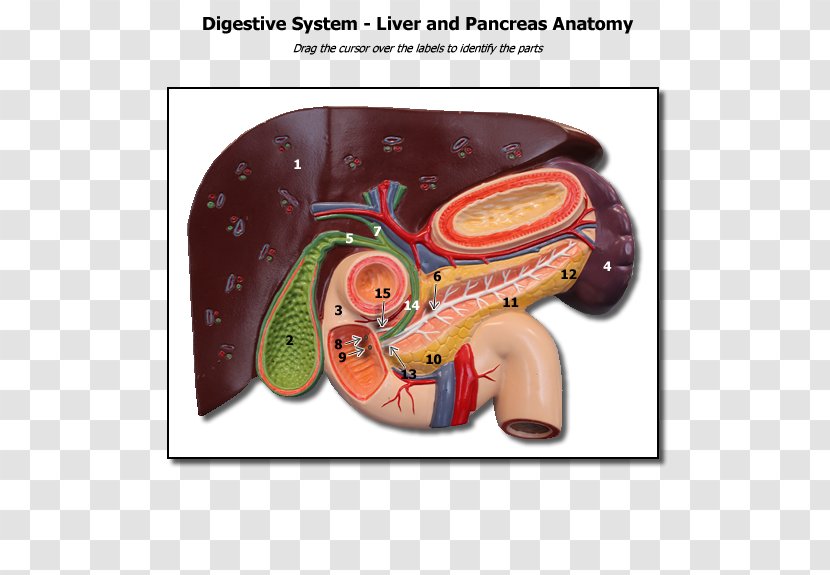 Human Anatomy & Physiology Liver Gallbladder Pancreas - Watercolor - Human-liver Transparent PNG