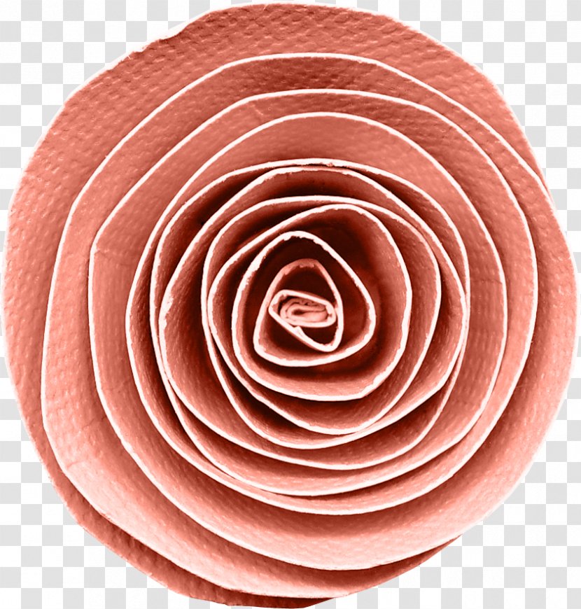 Garden Roses - Petal - Peach Transparent PNG