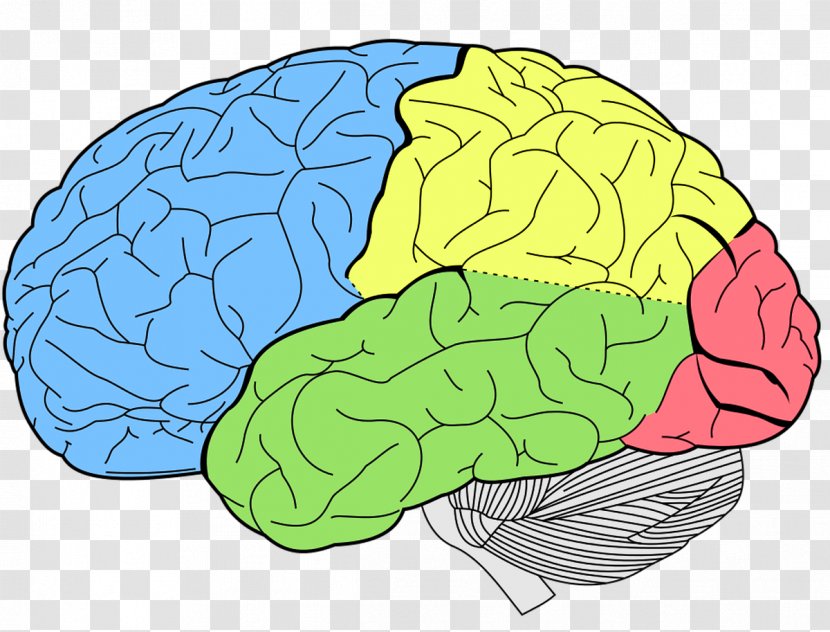 Lobes Of The Brain Temporal Lobe Frontal Human - Silhouette Transparent PNG