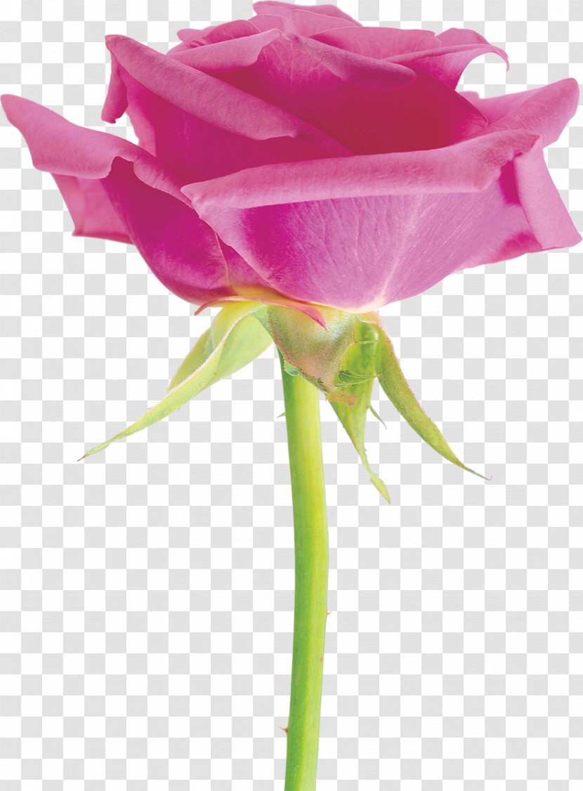 Beach Rose Flower Rosa Chinensis Garden Roses Desktop Wallpaper - Centifolia Transparent PNG