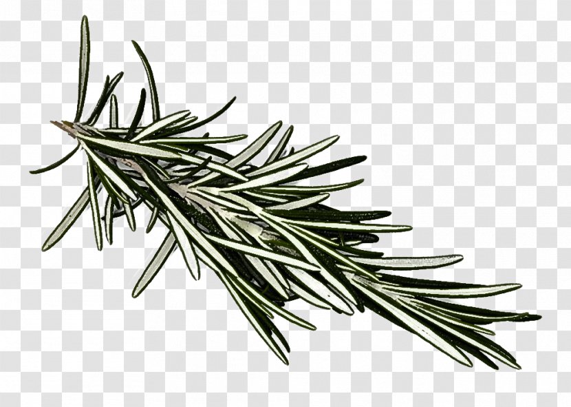 Rosemary - White Pine - Tree Lodgepole Transparent PNG