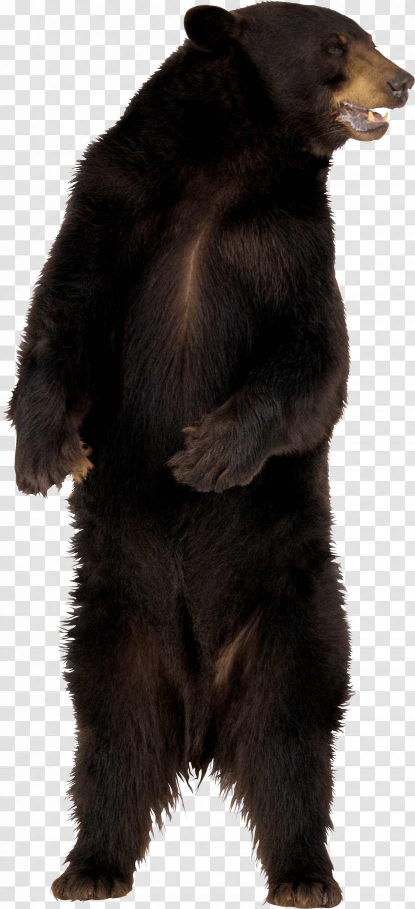 American Black Bear Brown - Mammal Transparent PNG