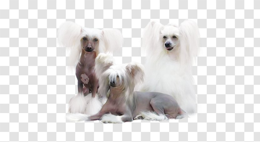 Poodle Maltese Dog Breed Pomeranian German Spitz - Chinese Crested Transparent PNG