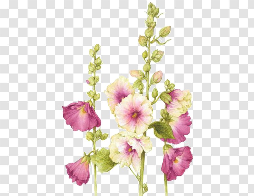 Watercolor: Flowers Flower Painting Watercolor Botanical Illustration - Mallow Family Transparent PNG