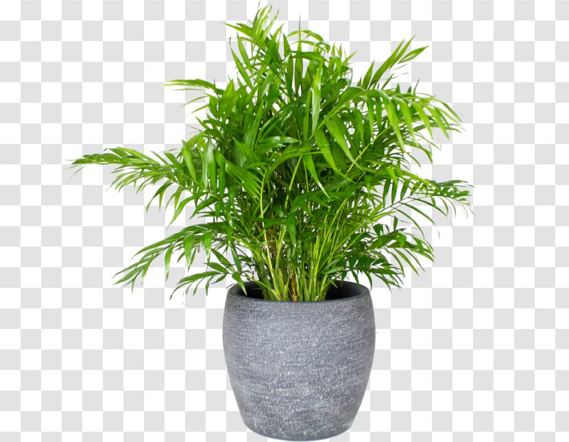 Arecaceae Chamaedorea Elegans Houseplant Flowerpot Embryophyta - مخرث Transparent PNG