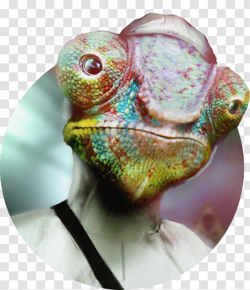 La Fundación Close-up Ansvar Animal Entity - Closeup - Camaleon Transparent PNG
