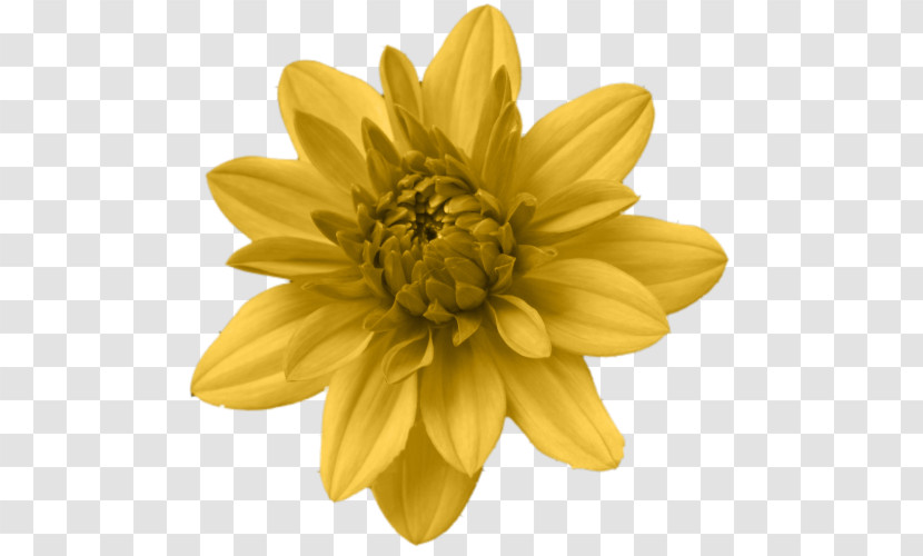 Sunflower Transparent PNG