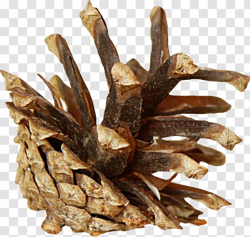 Conifer Cone Brown Pine Tree Transparent PNG