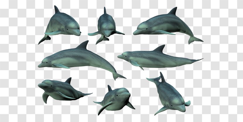 Common Bottlenose Dolphin Short-beaked Tucuxi Rough-toothed Spinner - Fin Transparent PNG