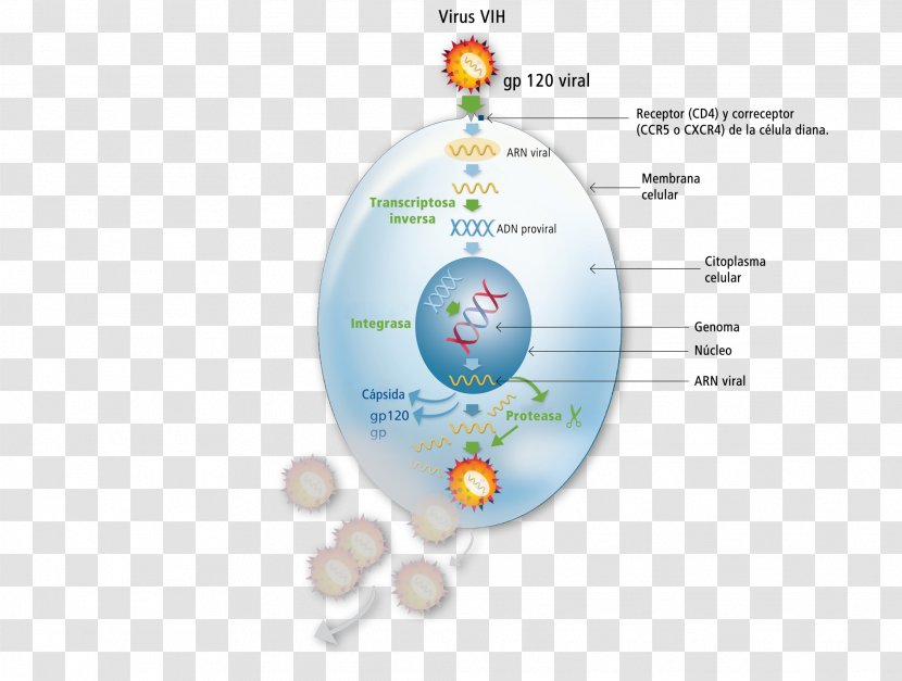 Horse Cell Management Of HIV/AIDS Immune System Lymphocyte Transparent PNG