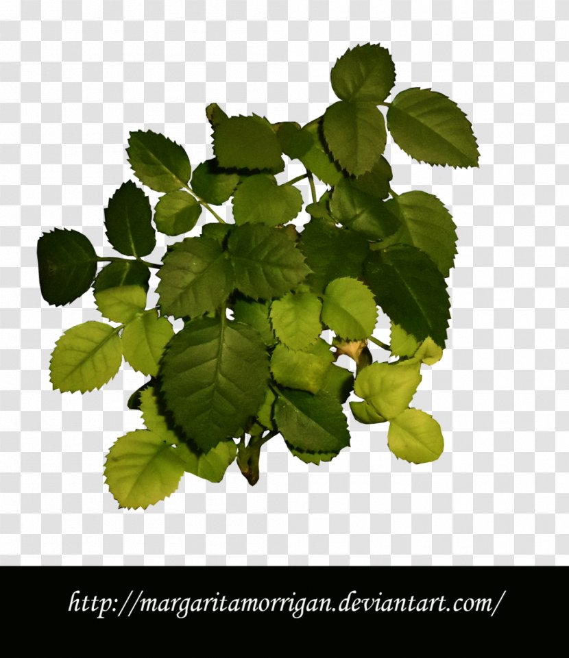 Herb Leaf Branching - Branch - Margarita Transparent PNG