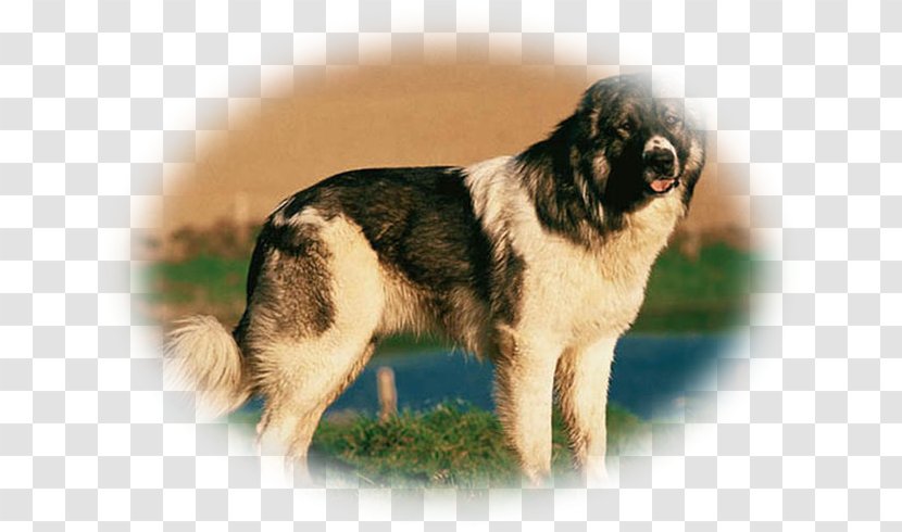 Dog Breed Tibetan Spaniel Sarplaninac Leonberger Caucasian Shepherd Transparent PNG