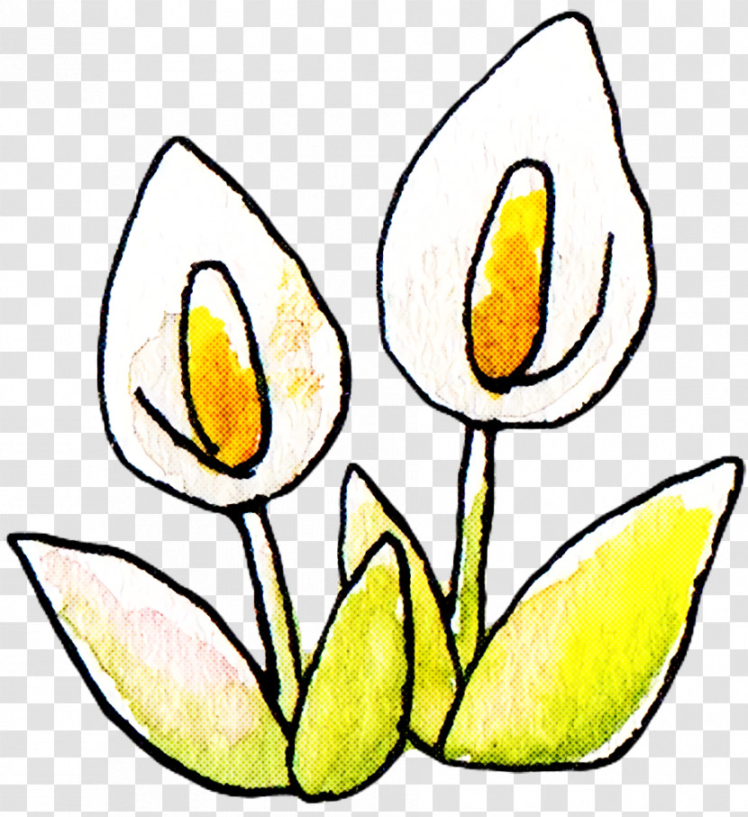Line Art Tulip Cut Flowers Petal Watercolor Painting Transparent PNG