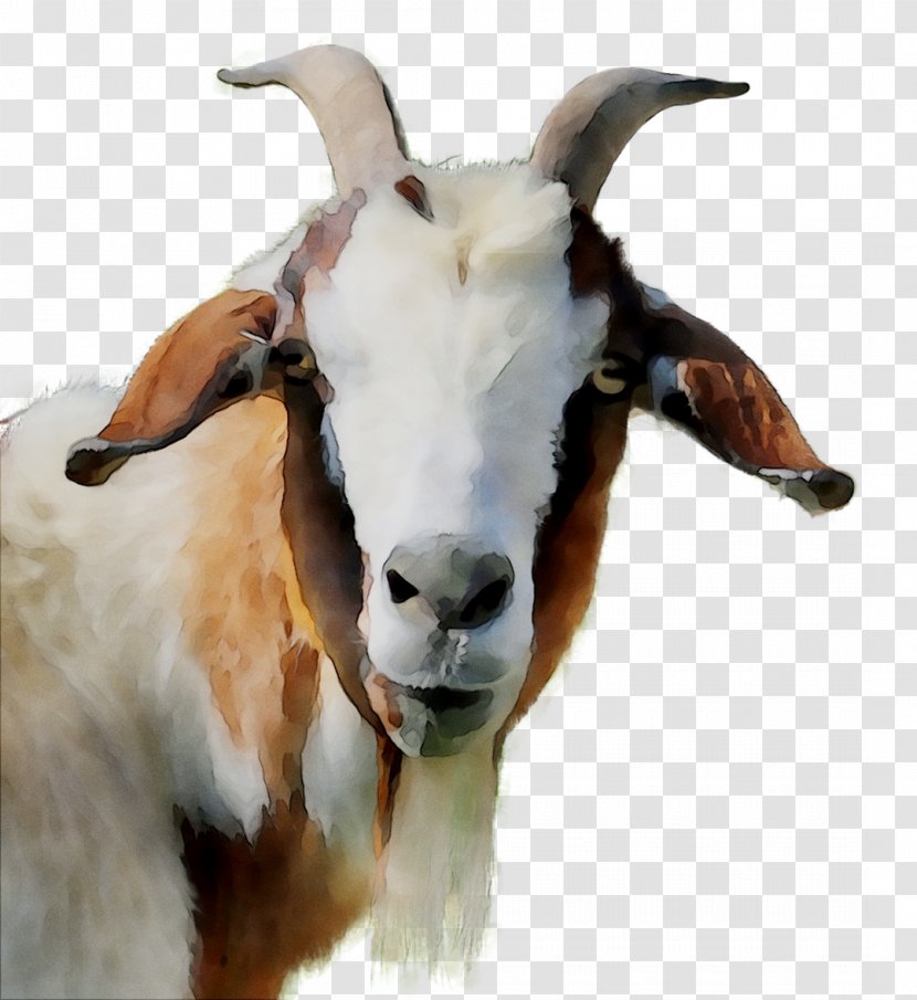 Goat Fauna Snout - Goatantelope - Bathtub Transparent PNG