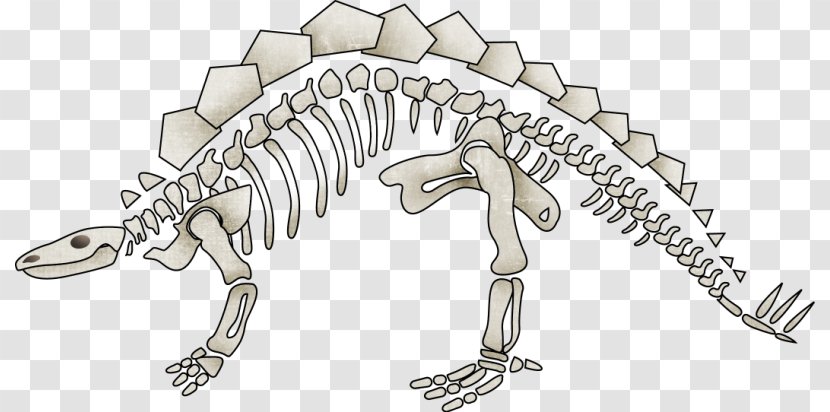 Dinosaur Tyrannosaurus Human Skeleton - Gratis Transparent PNG