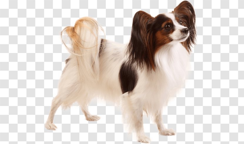 Papillon Dog Phalène Japanese Chin Breed Puppy - Like Mammal Transparent PNG