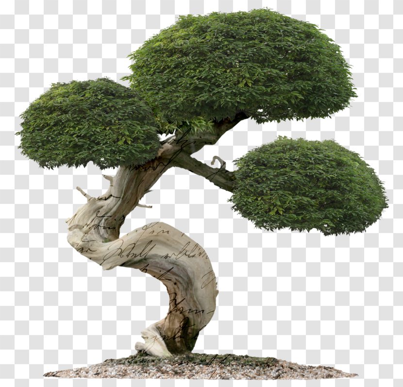 Juniper Bonsai Tree Indoor Green Mound Transparent PNG