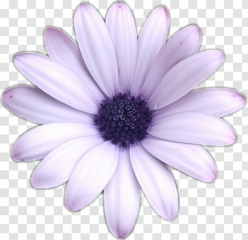 Sunflower Sticker - Lavender - Wildflower Annual Plant Transparent PNG