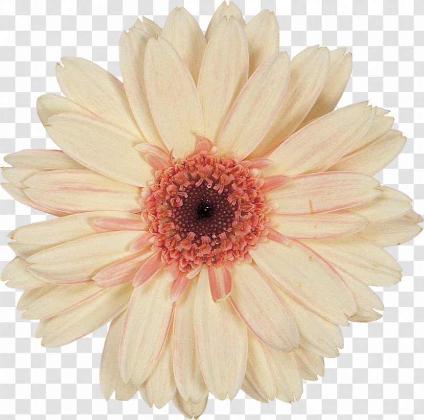 Cut Flowers Transvaal Daisy Petal - Leaf - Gerbera Transparent PNG