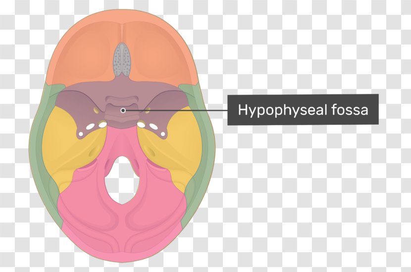 Anterior Clinoid Process Posterior Processes Sphenoid Bone Skull - Jaw Transparent PNG