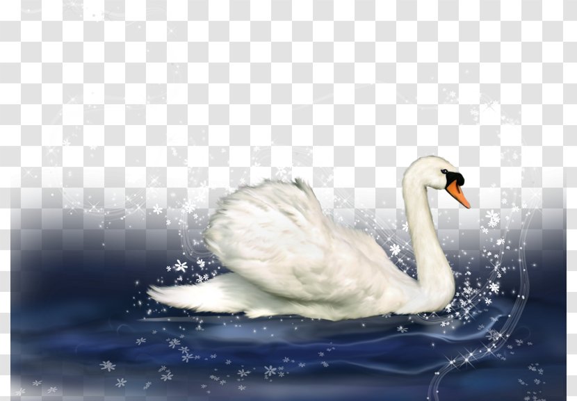 Mute Swan Duck Cartoon - Cygnini Transparent PNG