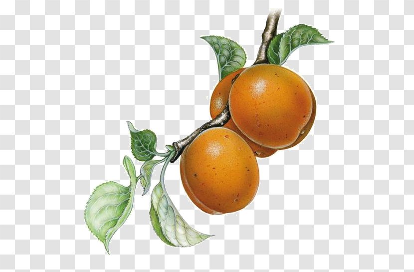 Clementine Rangpur Tangerine Bitter Orange Grapefruit - Tomato Transparent PNG