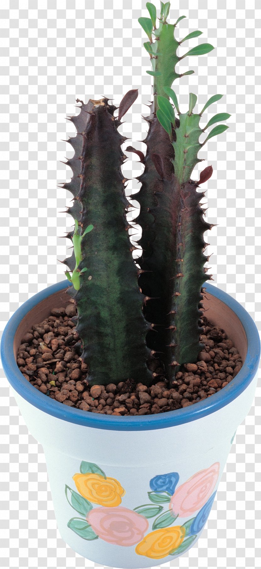 Cactaceae Acanthocereus Tetragonus Succulent Plant Clip Art - Cactus Transparent PNG