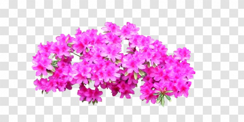 Azalea Plant Shrub Tree - Violet - Bright Pink Transparent PNG