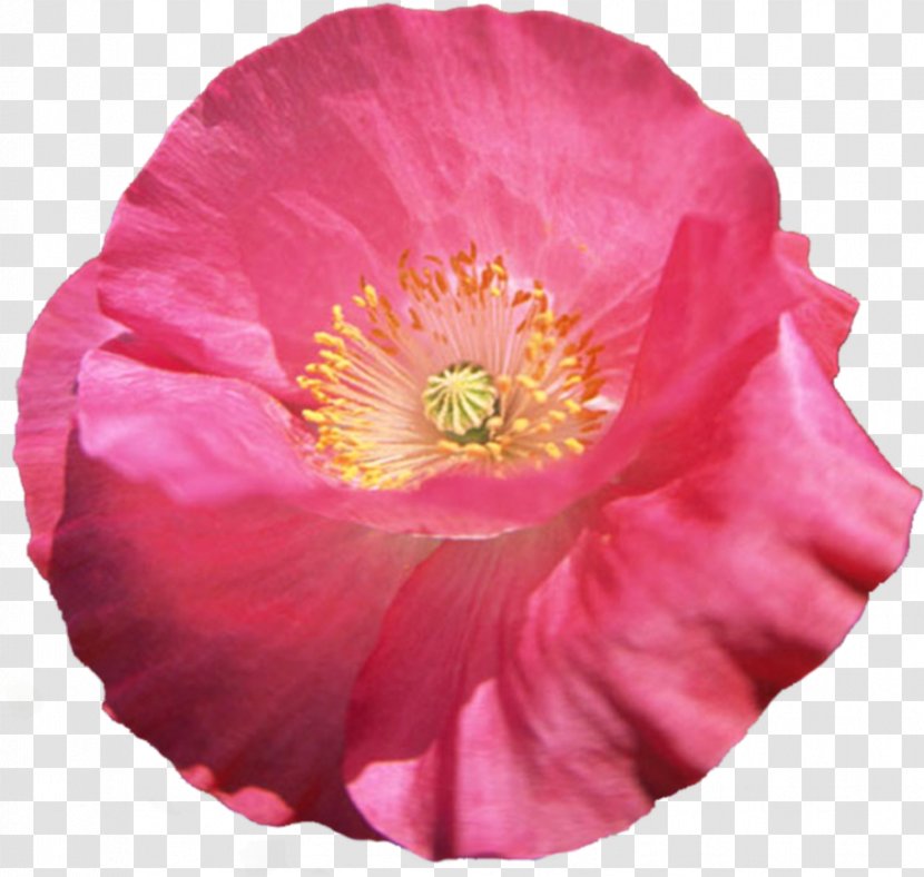 Common Poppy Psd Flower - Annual Plant Transparent PNG