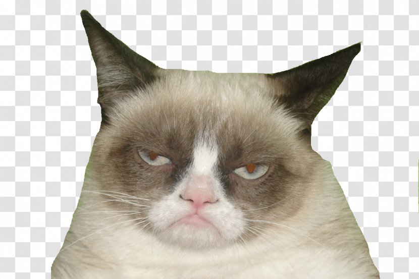 Kitten Grumpy Cat T-shirt Horse - Heart - Somali Transparent PNG