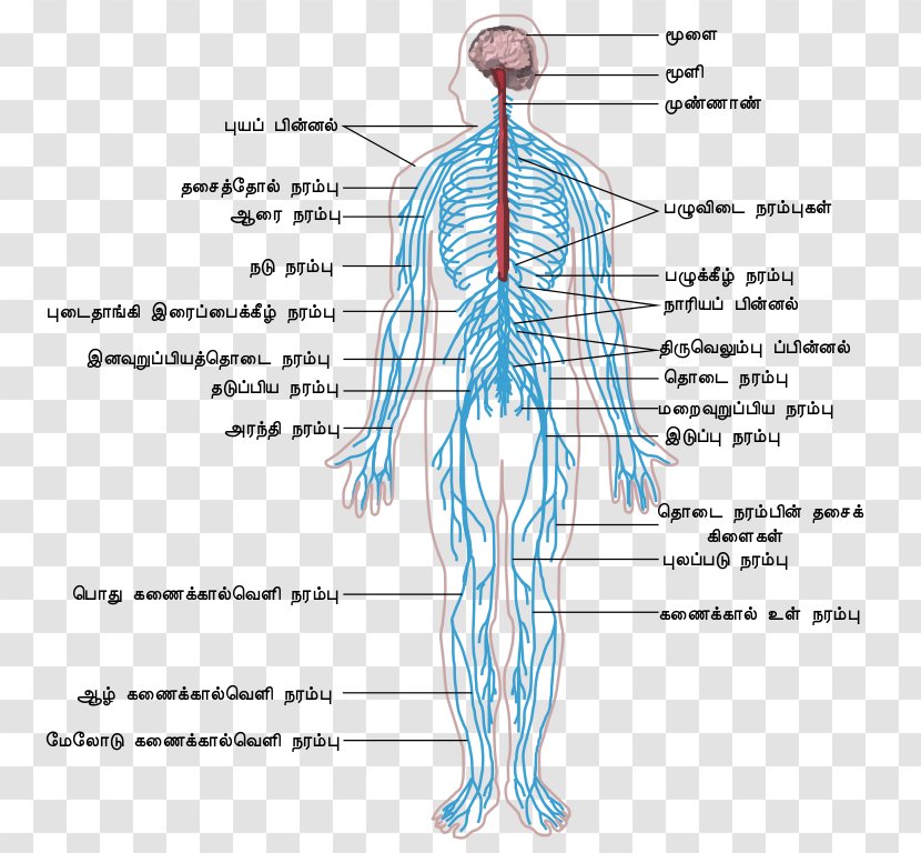 Peripheral Nervous System Central Human Body Outline Of The - Cartoon Transparent PNG