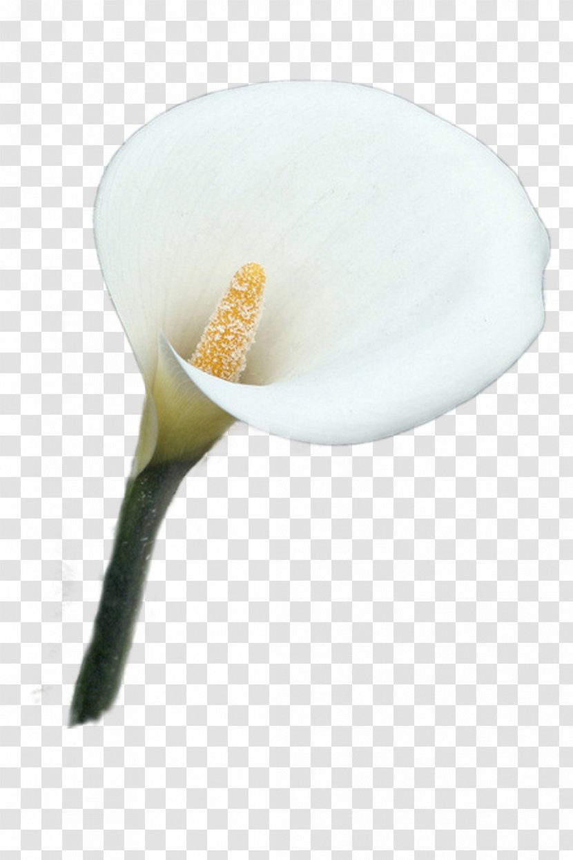 The Flower Carrier Museo Casa Diego Rivera Seller Arum-lily - Geometric Shape Transparent PNG