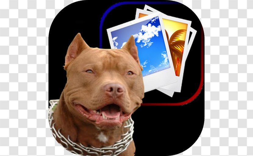 American Pit Bull Terrier Puppy - Dog Breed Transparent PNG