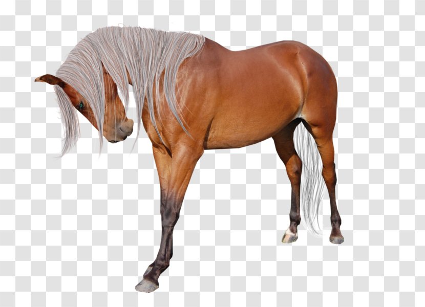 American Paint Horse Andalusian Miniature Mane Pintabian - Saddle - Pinto Transparent PNG