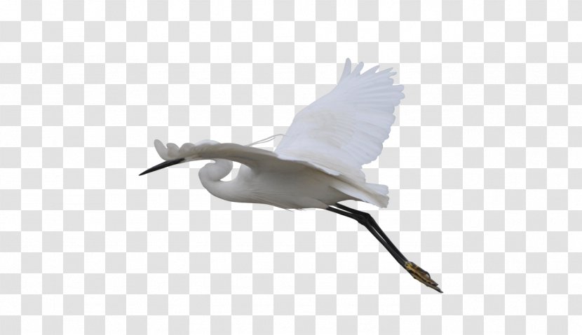 Beak Bird Goose Duck Cygnini - Feather - Flying Crane Transparent PNG