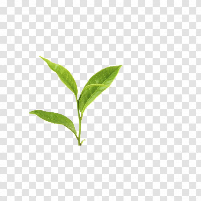 Green Tea Leaf Yum Cha Plant Transparent PNG