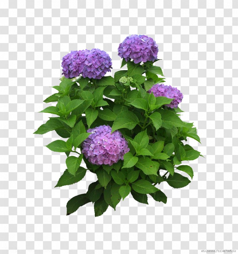 Flower Plant Leaf - Purple - Lilac Bouquet Transparent PNG