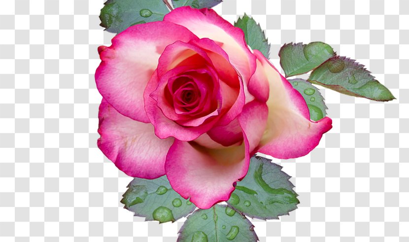 Garden Roses Cabbage Rose Flower Floribunda Image - Bunga Mawar Transparent PNG