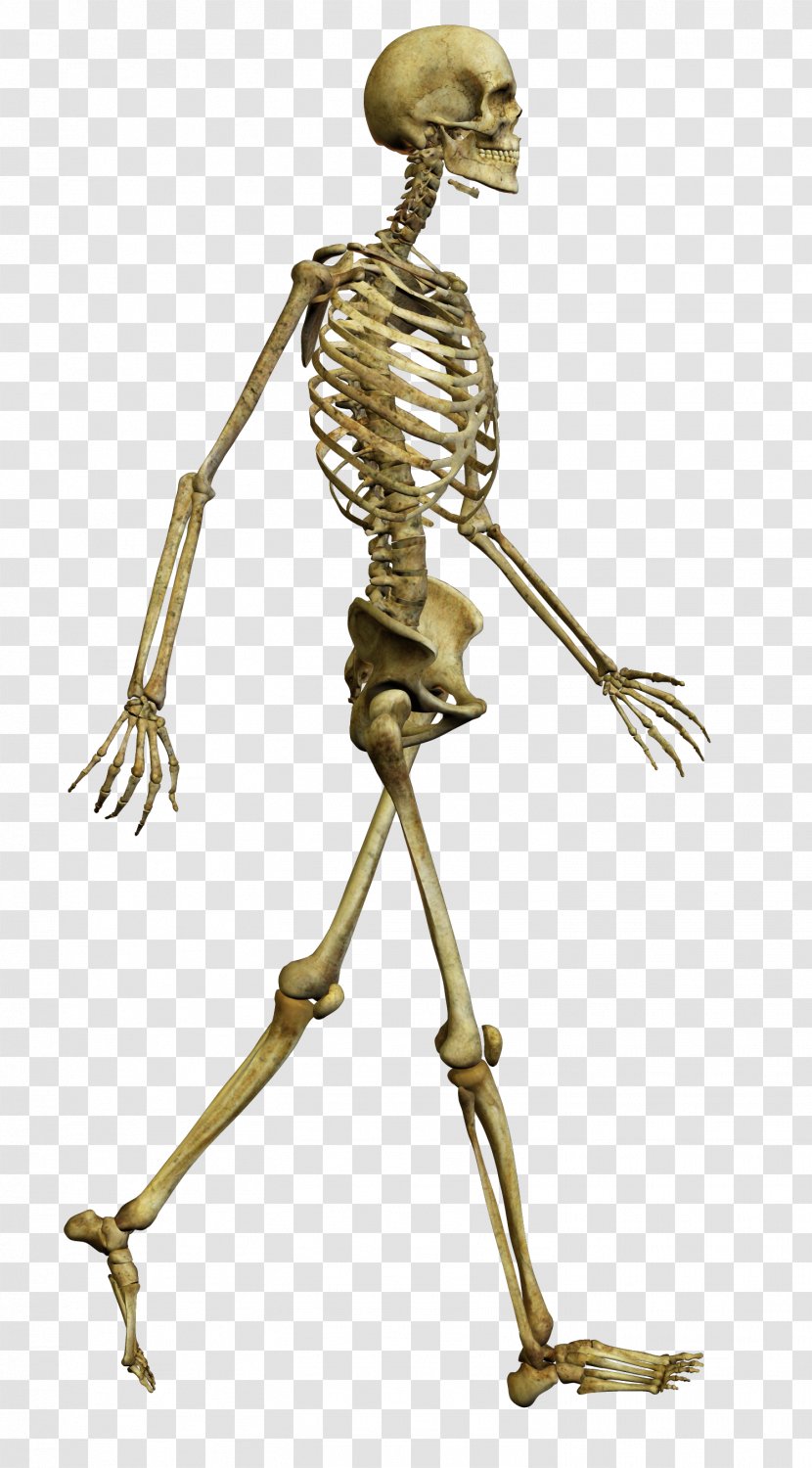 Human Skeleton Bone Skull Body - Walking Transparent PNG