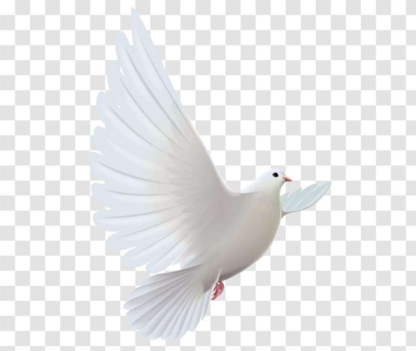 Pigeons And Doves Flight Bird Image - Peace Transparent PNG